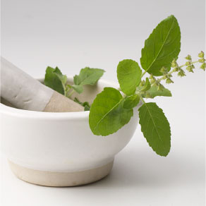 Tulsi the sacred herb