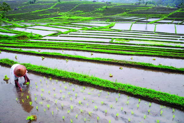 Growing rice in Bali