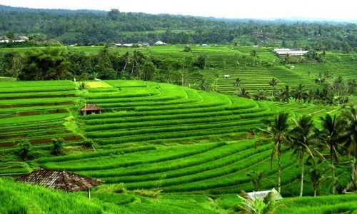 Jatiluwih Rice Fields