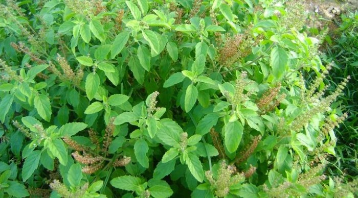 Image result for thulasi leaf