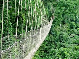 Canopy Walk