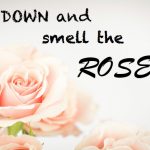 slow down and smell the roses