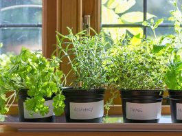 indoor herb garden