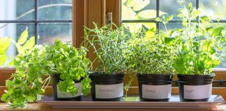 indoor herb garden