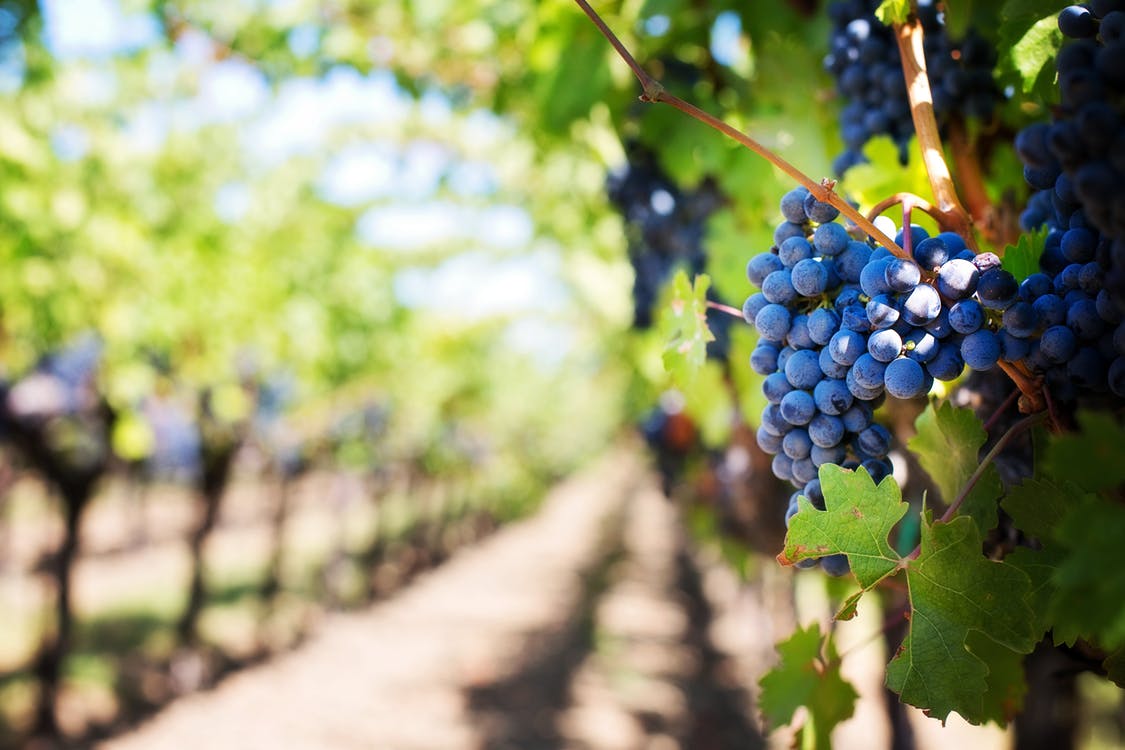 Purple grapes vineyard