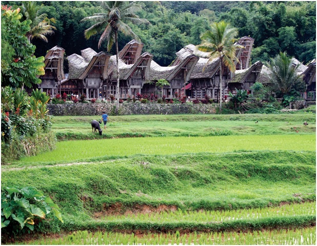 sulawesi