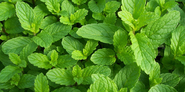 3 Things You Can Do With Mint