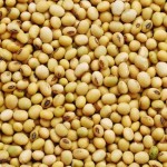 Soya Beans A Boon To Vegetarians
