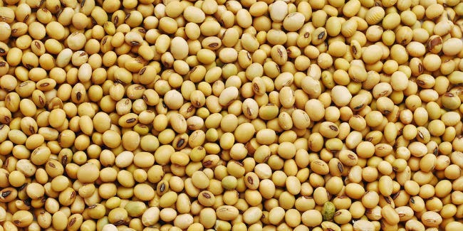 Soya Beans A Boon To Vegetarians
