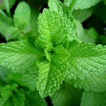 3 Things You Can Do With Mint