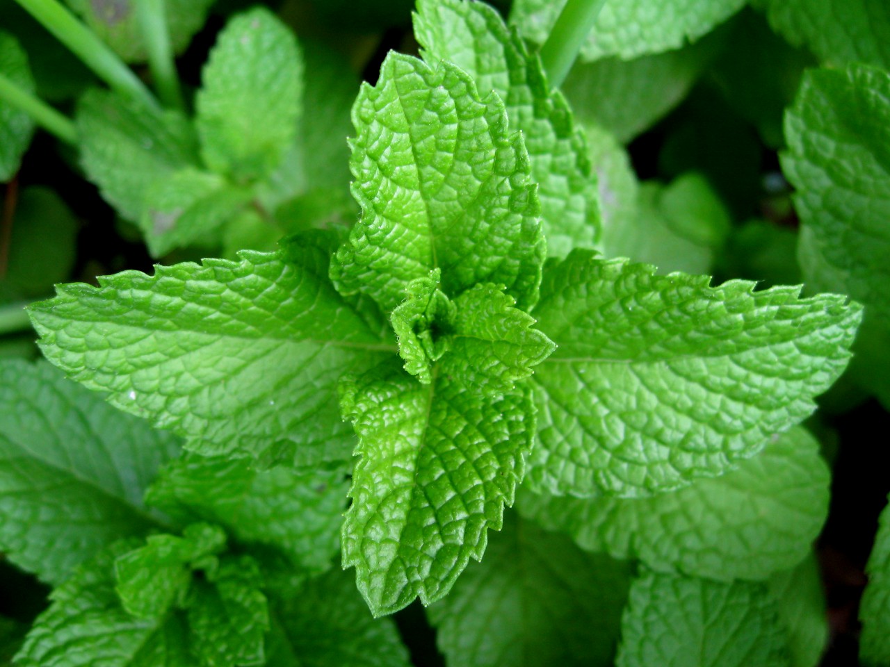 3 Things You Can Do With Mint