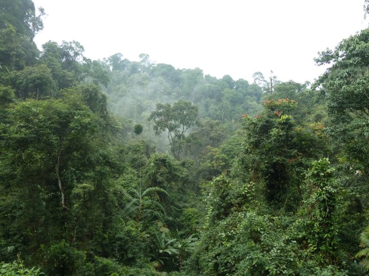 forest gunung gede