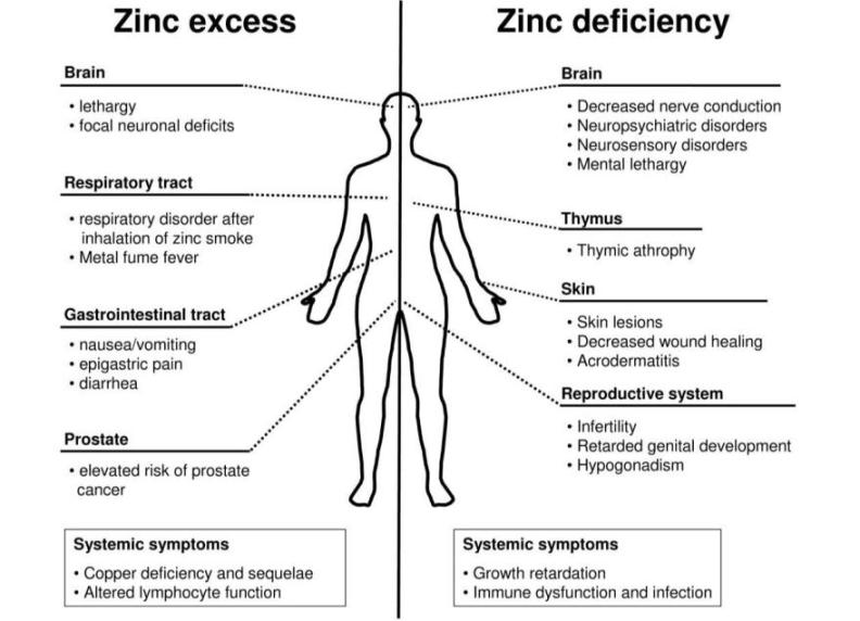 Zinc : It's Your Friend for Life