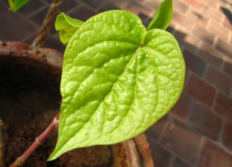 Paan - Betel Leaf - Green Leaf That Cures Paan - Betel Leaf - Green Leaf That Cures