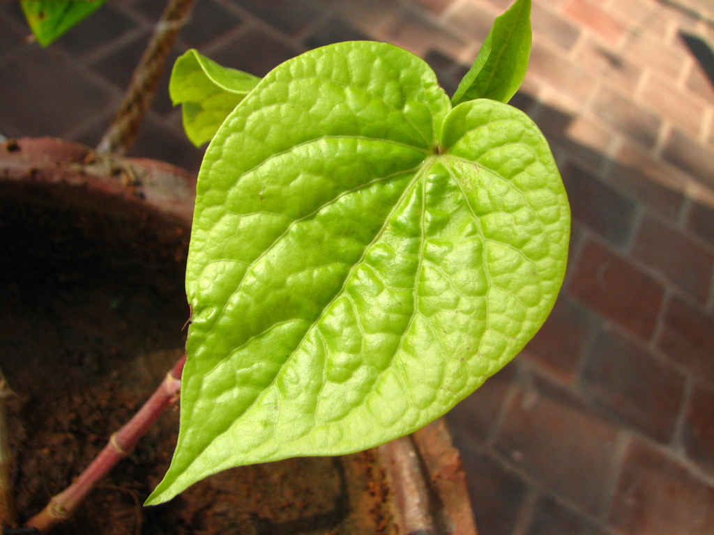 Paan - Betel Leaf - Green Leaf That Cures