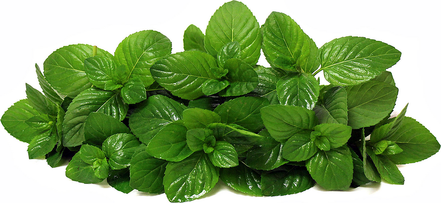 Mentha spicata