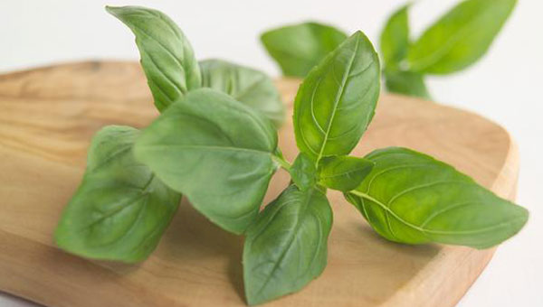 Basil: The Aromatic Herb