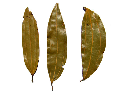 Bay Leaves