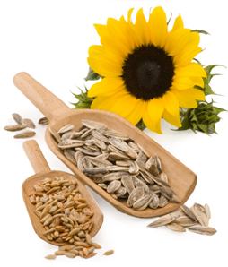 sunflower-seeds