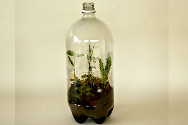 Green Idea: Recycle a Soda Bottle into a Terrarium