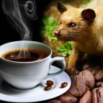 Demystifying Coffee Luwak