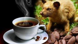 demystifying-coffee-luwak