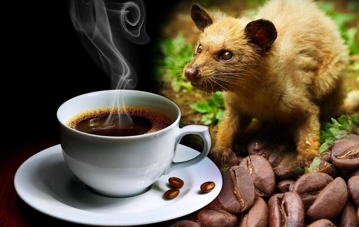 Demystifying Coffee Luwak