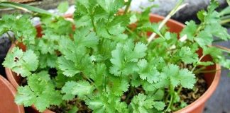 Growing Coriander At Home