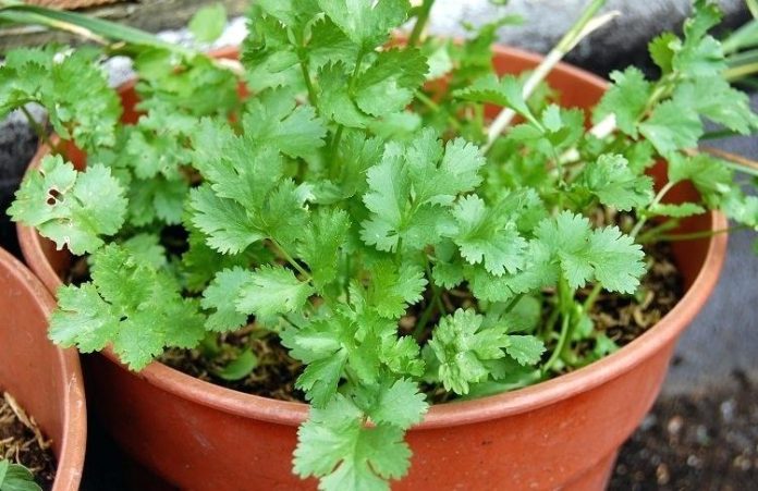 Growing Coriander At Home