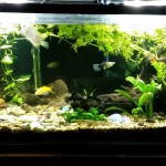 Start an Aquarium