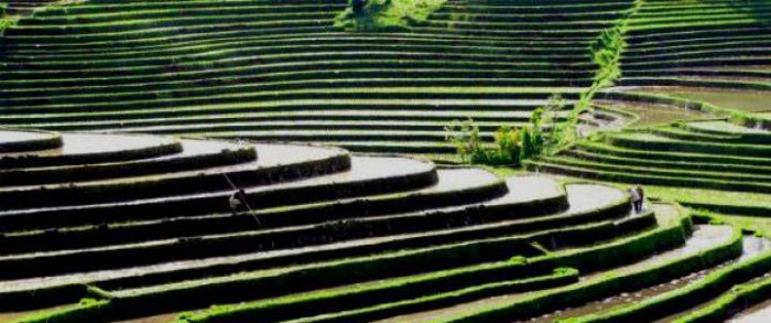 subak