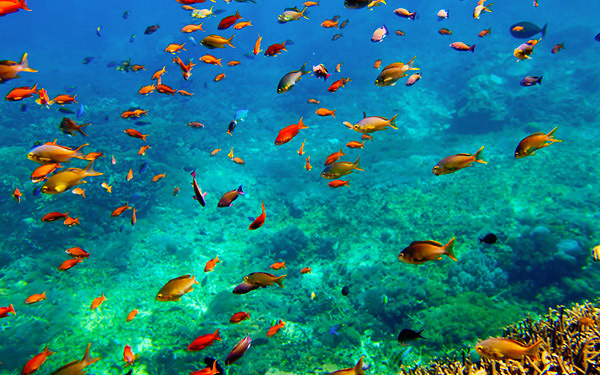 7 Recommended Diving Spots in Indonesia