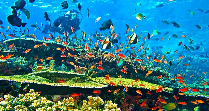 7 Recommended Diving Spots in Indonesia