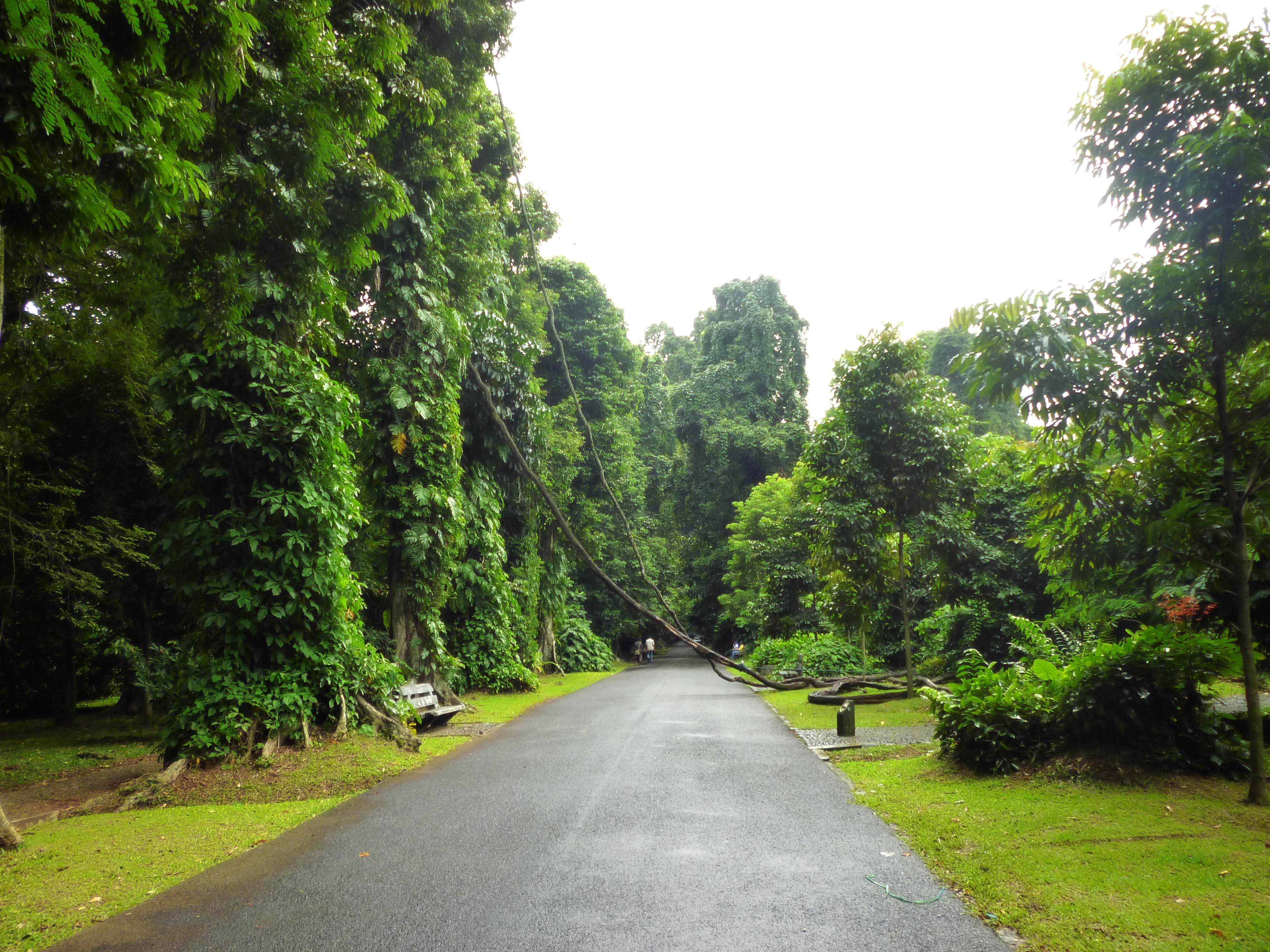 Kebun Raya Bogor