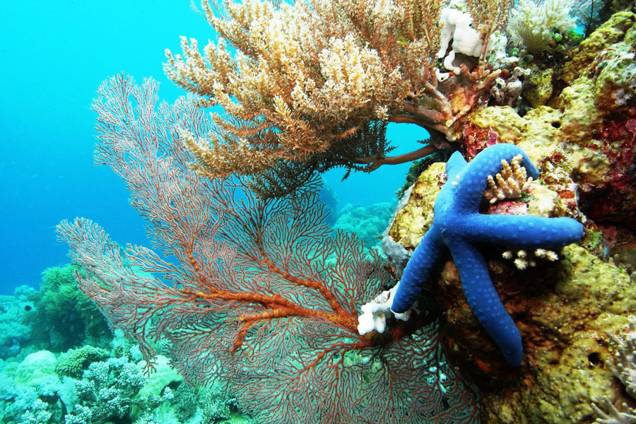 Beauty of Bunaken Beach 10 Most Exotic Beaches in Indonesia Indoindians com Beauty of Bunaken Beach 10 Most Exotic Beaches in Indonesia Indoindians com