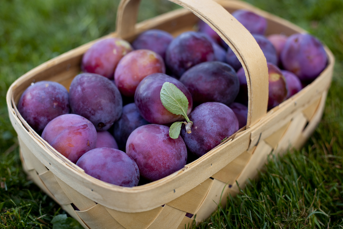 Health Benefits of Plums