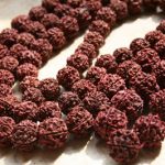 Rudraksha Seeds