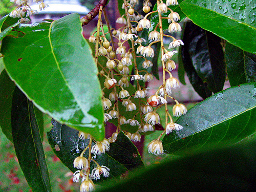 rudraksha flowers