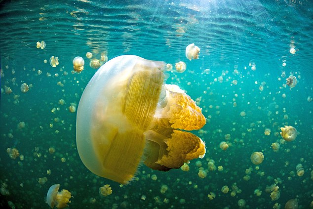 Jellyfishes at Kakaban Lake