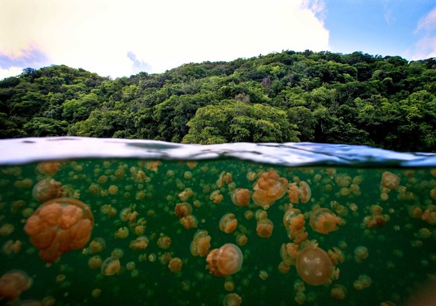 Snorkeling with Jellyfishes at Kakaban Island