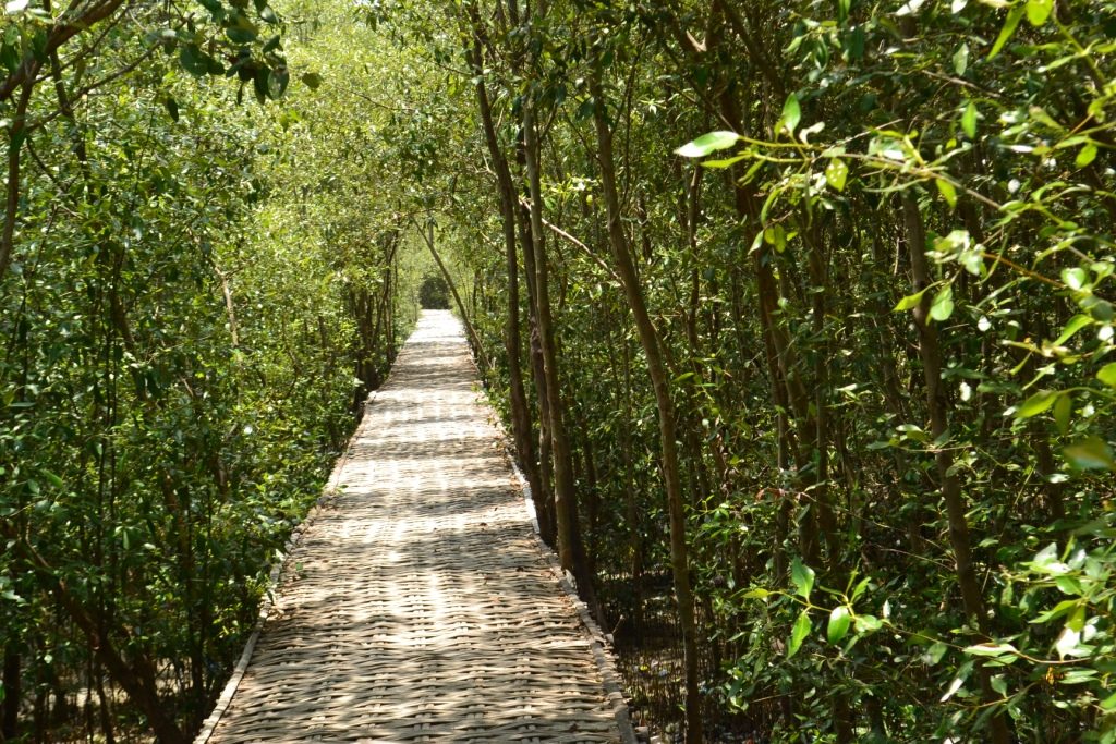 mangrove wonorejo