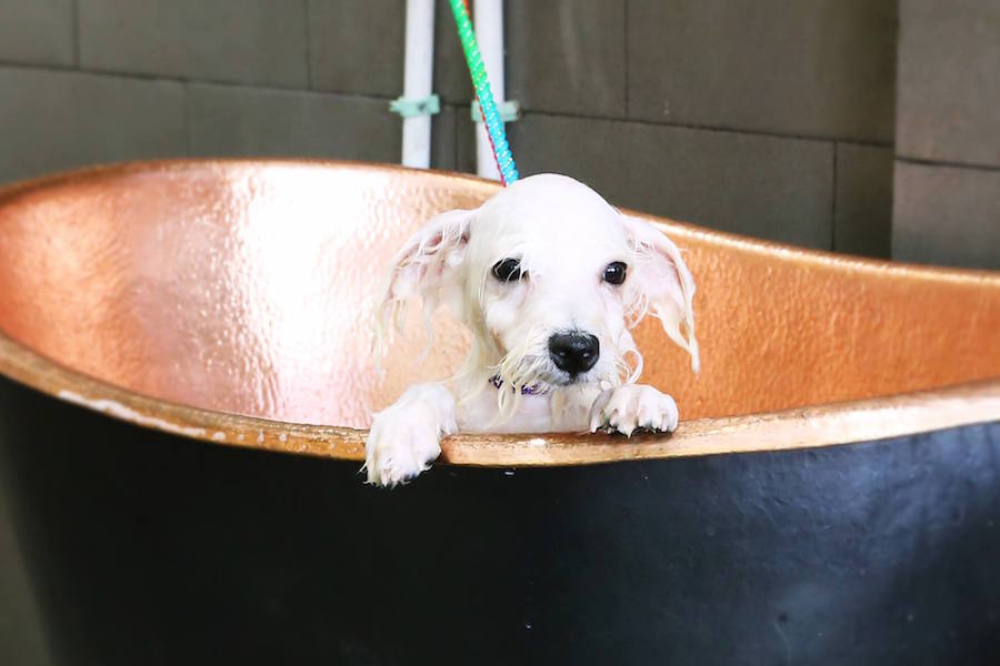 6 Recommended Pet Salons and Grooming Services in Jakarta