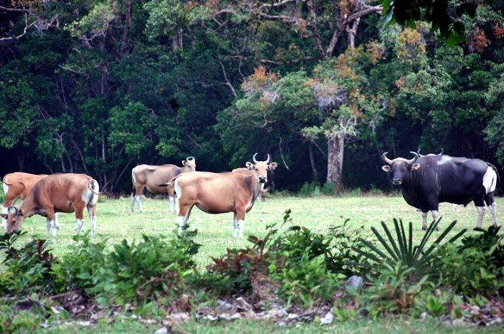 banteng-ujung-kulon