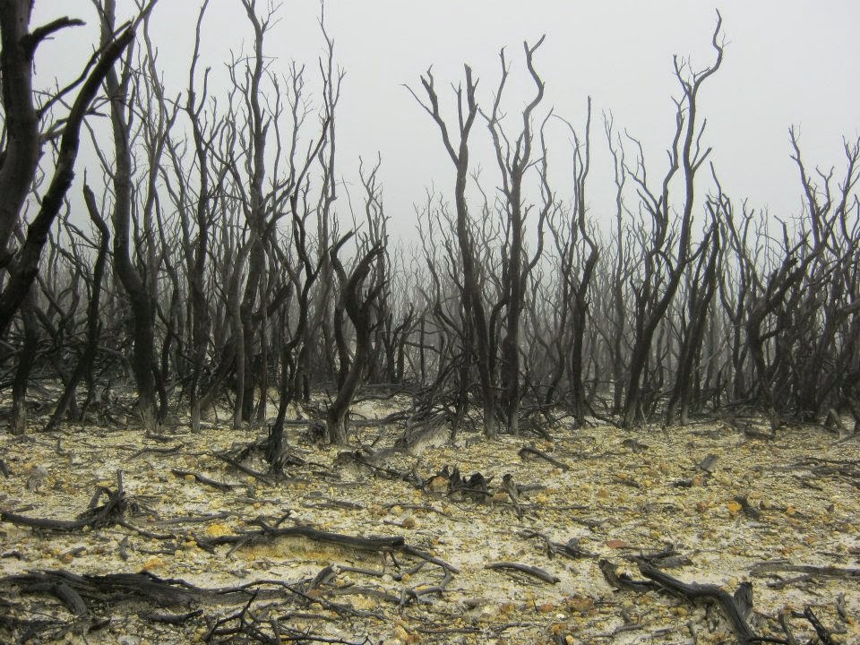 hutan mati