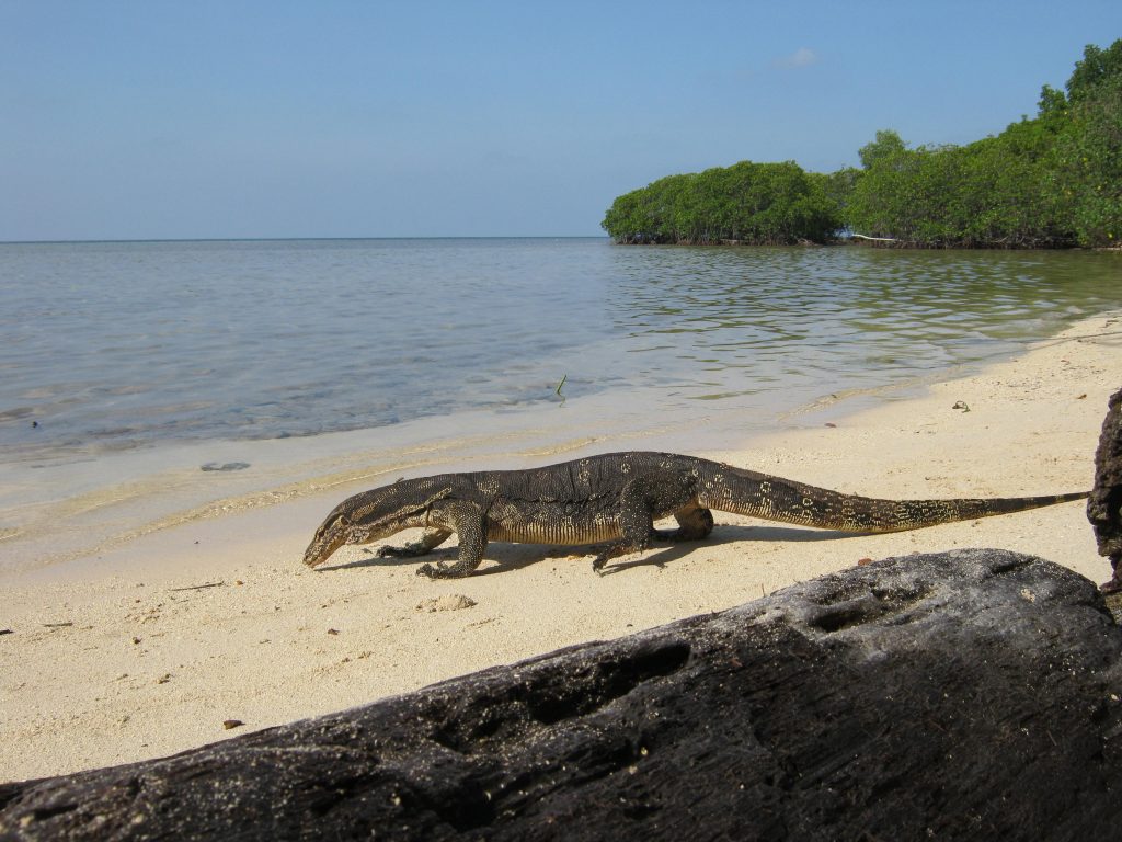 pulau-biawak-2