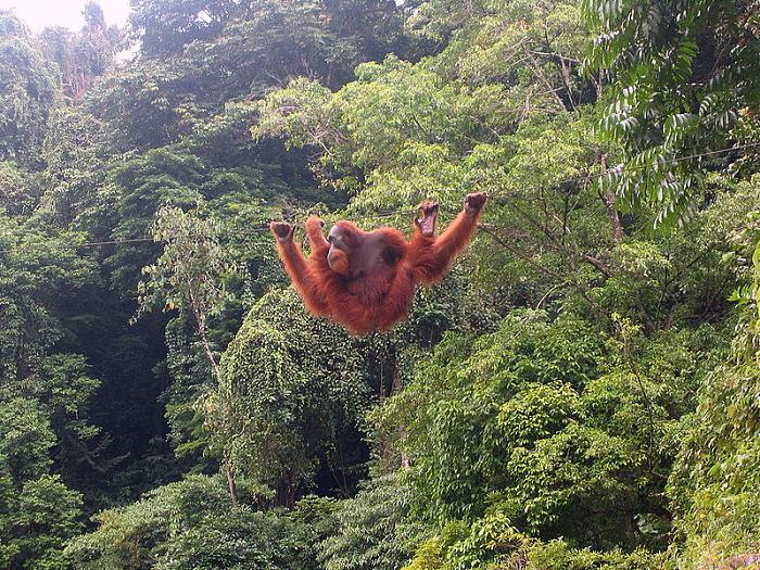 taman-nasional-gunung-leuser-5