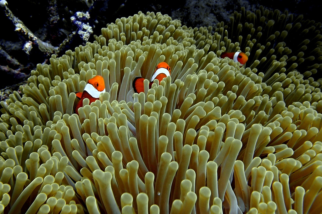 diving-in-derawan-islands