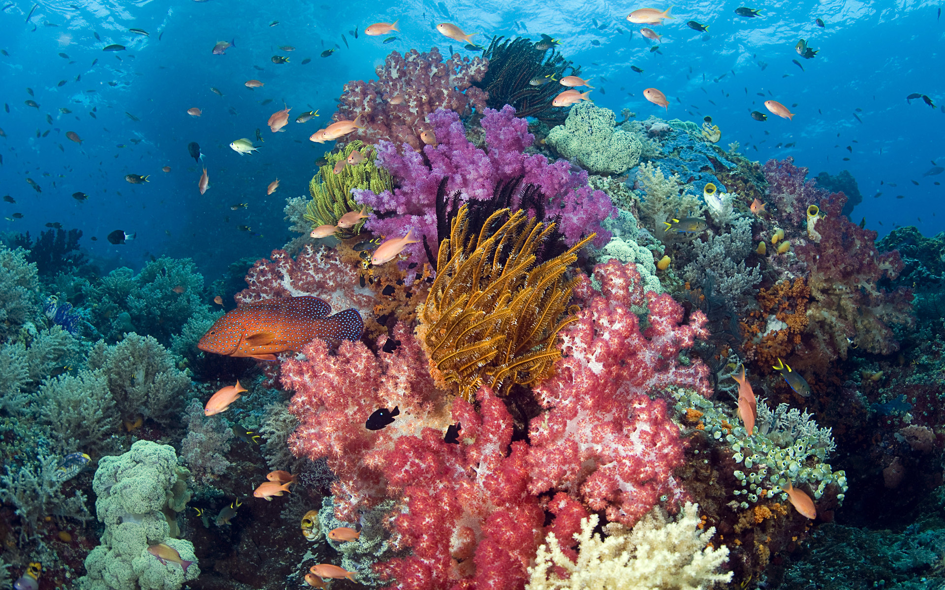 Coral reef, Raja Ampat, West Papua, Indonesia