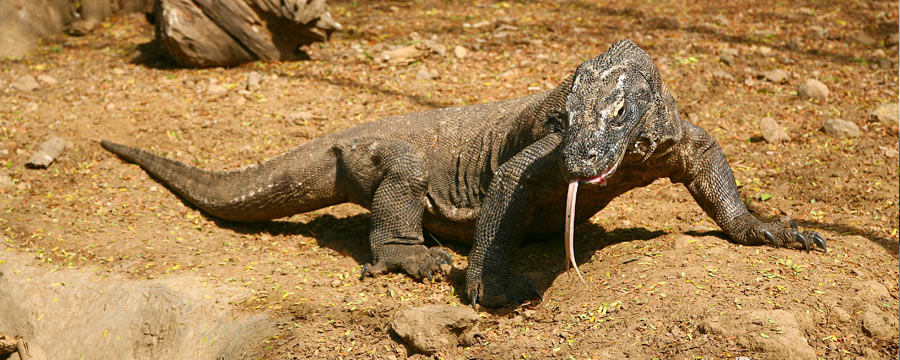 bali-bird-and-reptile-park