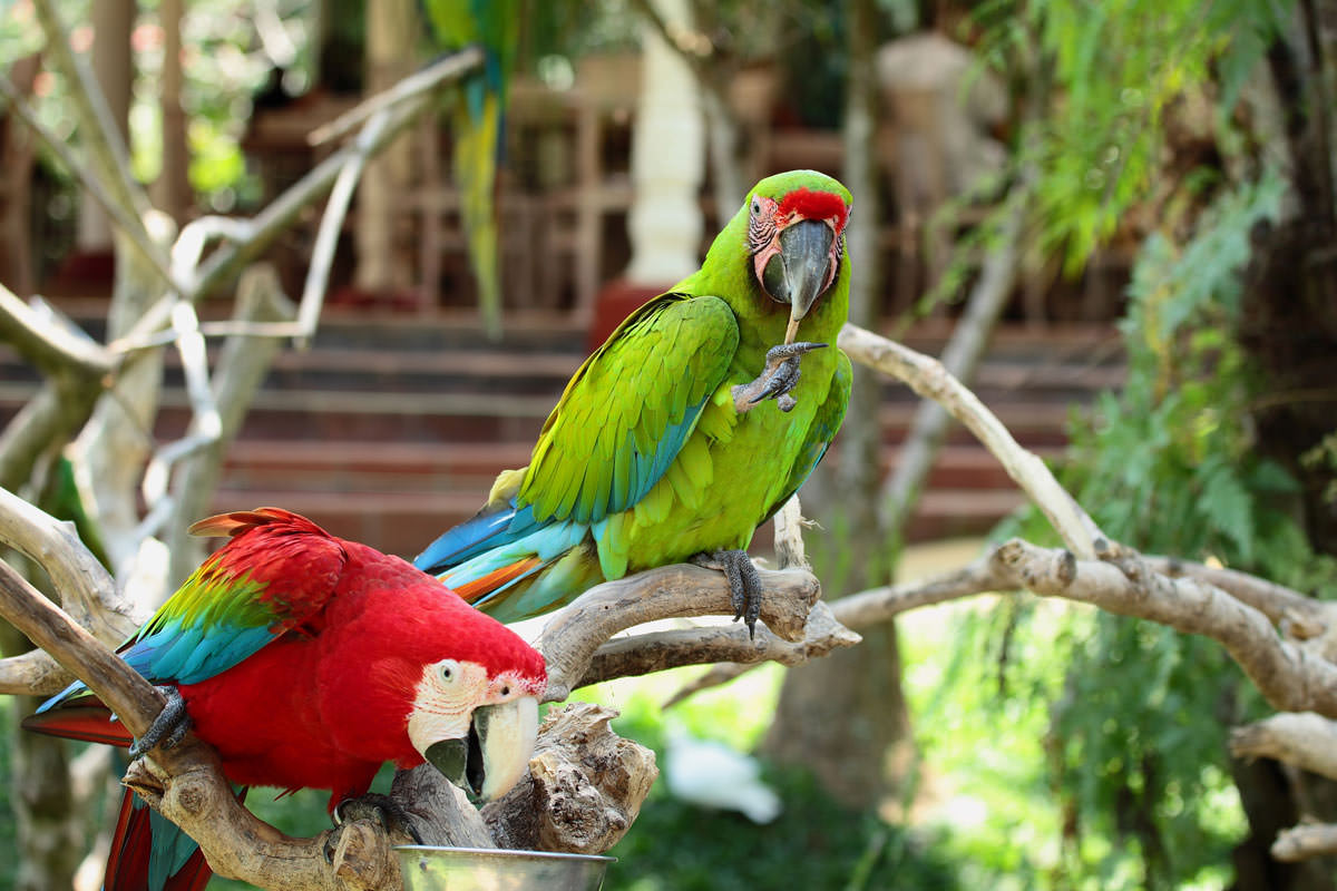 bali-bird-park